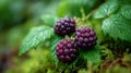 Three ripe blackberries on green leaves and moss. Royalty Free Stock Photo