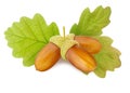Three ripe brown acorns with caps on stem and green oak leaf isolated on white background as packaging design element
