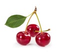 Three ripe cherries on stem with leaf isolated on white background Royalty Free Stock Photo