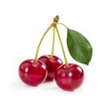 Three ripe cherries on stem with leaf isolated on white background. Royalty Free Stock Photo