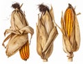 Three Ripe Corn Cobs with Dried Husks Isolated on White Background in Bright Studio Lighting Royalty Free Stock Photo