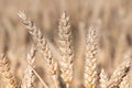 Three ripe ears of golden wheat grow side by side in a wheat field. The background is light Royalty Free Stock Photo