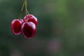 Three ripe fresh cherries on a blurred background. Royalty Free Stock Photo