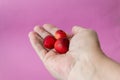 Three ripe fresh cherries in the palm of your hand. Close-up. Purple background. The concept of diet and healthy eating Royalty Free Stock Photo