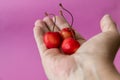 Three ripe fresh cherries with a ponytail in the palm of your hand. Close-up. Purple background. The concept of diet and healthy Royalty Free Stock Photo