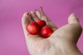 Minsk. Belarus. 07.11.2022.Three ripe fresh cherries with a ponytail in the palm of your hand. Purple background Royalty Free Stock Photo