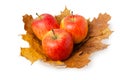 Three ripe fresh red apples on maple Royalty Free Stock Photo