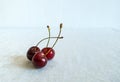 Three Ripe Fresh Red Cherries together on a white background in a summer day Royalty Free Stock Photo