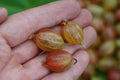 Three ripe gooseberry berries on fingers of a hand