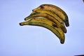 Three ripe plantains on a table