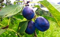 Three ripe plums on a branch Royalty Free Stock Photo
