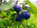 Three ripe plums on a branch Royalty Free Stock Photo