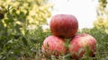 Three ripe red apples on the grass Royalty Free Stock Photo