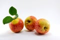 Three ripe red apples and a green twig. Royalty Free Stock Photo