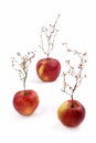 Three ripe red apples with a plant like a tree. Royalty Free Stock Photo