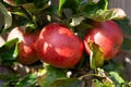 Three ripe red cox apples, ready for picking Royalty Free Stock Photo