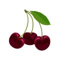 Three ripe red sweet cherries. Vector illustration on white background. Royalty Free Stock Photo