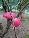 Three ripe red wax apples hang on the branch in the garden Royalty Free Stock Photo