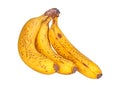 Three ripe, spotted bananas isolated on white Royalty Free Stock Photo