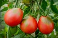 Three ripe tomatoes of elongated shape on a branch Royalty Free Stock Photo