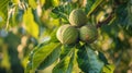 Three ripe walnuts hanging on a tree branch surrounded by green leaves in a natural setting Royalty Free Stock Photo