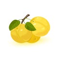 Three ripe yellow myrobalan or cherry plums are on brunch with green leaves. Edible juicy fruit.