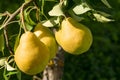 Three ripe yellow pears on a branch against the background of leaves Royalty Free Stock Photo