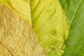 The three ripening stages of tobacco leaf, from green to golden. Stages of growth. Tobacco curing process Royalty Free Stock Photo