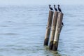Three river birds standing on a wooden pillars