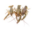 Three river crayfish