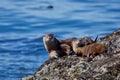 Three river otters enjoy the sun while lying on rocky shore near Clover Point, Vancouver island