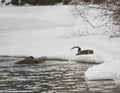 Three River Otters playing