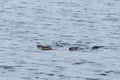 Three river otters swimming in a lake