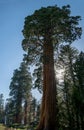 Sequoia Sentinel tree in Sequoia National Park, California