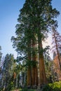 Sequoia Sentinel tree in Sequoia National Park, California