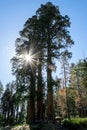 Sequoia Sentinel tree in Sequoia National Park, California