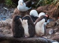 Three rock hopper penguin chicks standing in line