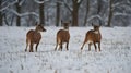 Three roe deer (capreolus capreolus) does running forward in high snow Royalty Free Stock Photo