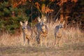 Three roe deer does standing on field in autumn nature