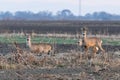 Three roe deer standing on agricultural crop field. Capreolus capreolus.