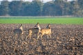 Three roe deer standing on agricultural crop field. Capreolus capreolus.