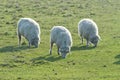 Three Romney Marsh Sheep