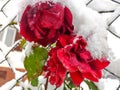 Three rose blossoms strong dark red colored overblown snow-covered in late november in macro view Royalty Free Stock Photo