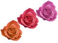 Three Rose Flowerhead red orange and pink Isolated on White Background. Top View, no shadows, deep focus Royalty Free Stock Photo