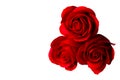 Three rose flowers isolated on white background Royalty Free Stock Photo