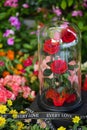 Three rose in glass dome stay on the garden