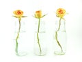 Three rose in vase isolated