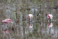 Roseate Spoonbills Eating