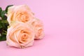 Three rosebuds lie on a delicate pink background Royalty Free Stock Photo