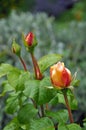 Three little rosebuds